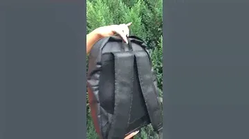 Рюкзак Calvin Klein,  портфель, женский рюкзак, молодежный, городской